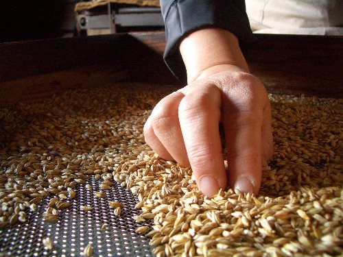 麦茶が炒り上がるところです